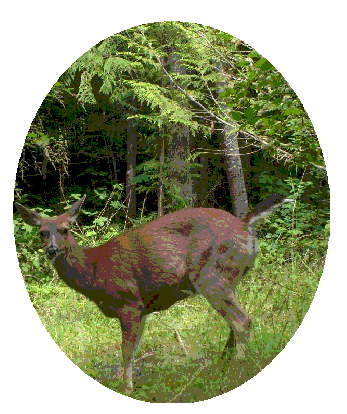 deer-oval-transparent.gif
