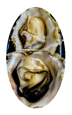 oysters_2_in_oval_copy.gif