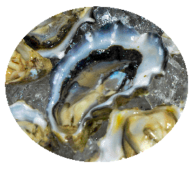 oysters_in_oval_copy.gif