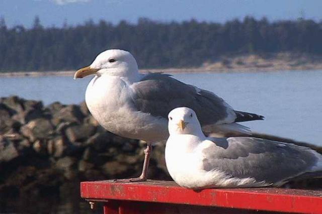 seagulls1.jpg